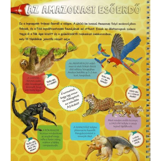 Napraforgó Zseblámpával - Az állatkölykök nyomában