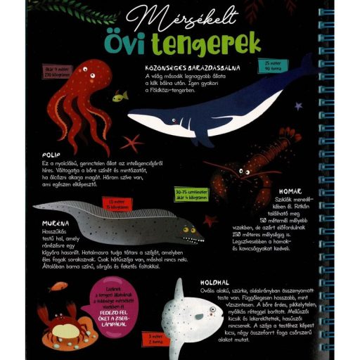 Napraforgó Csodalámpa - Tengeri állatok