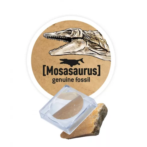 Buki Dínó csontváz felfedező készlet - Triceratops